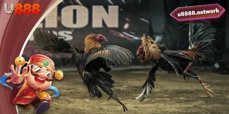 Điểm nổi bật tạo nên sự nổi tiếng của sảnh cược đá gà U888