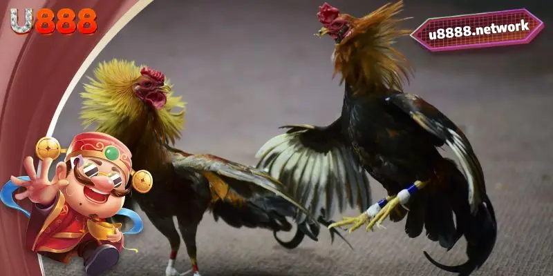 Kinh nghiệm chơi từ cao thủ