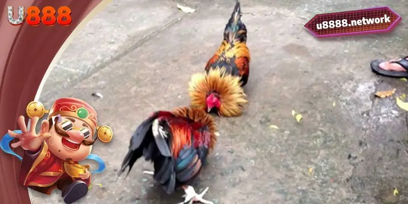 Một vài bí quyết giúp bạn để thắng cược hơn trong đá gà U888