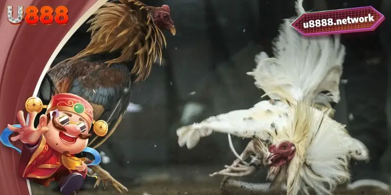 Những hình thức đá gà U888 nổi bật nhất